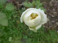 P1240162.webp