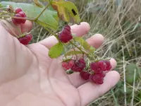 P1240131.webp