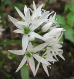 Bärlauch 03.05.webp