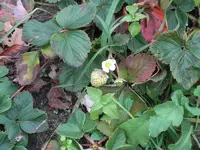 CIMG7670.webp