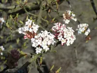 CIMG5387.webp