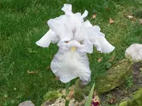CIMG7659.webp