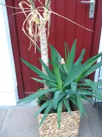 DSCN6186.webp
