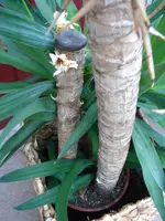 DSCN6187.jpg