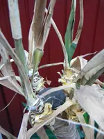 DSCN6188.jpg
