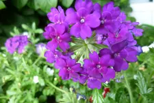 P1020441.webp