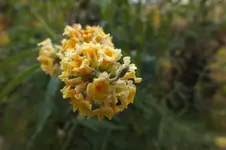 DSCF9309.webp