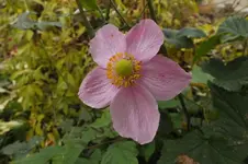 DSCF9307.webp