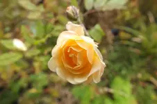 DSCF9306.webp