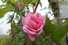DSCF9296.webp