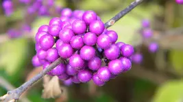 DSCN5974.webp