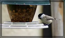comp_DSC07904.webp