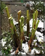 comp_DSC03414.webp