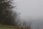Krähe im Nebel.jpg