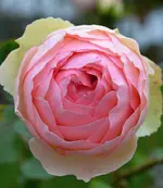 DSC_1219_Rose.webp
