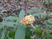 P1240118.webp