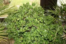 IMG_0991.webp