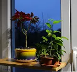 star_blue_p.webp