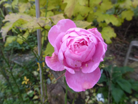 P1240109.webp