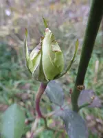 P1240120.webp