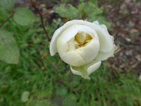 P1240162.webp