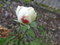 P1240163.webp