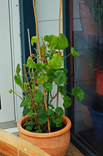 2mGeranie_Rückschnitt2_500.webp