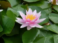 P1020415.webp