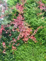 Wilder Wein.webp