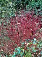 K800_DSCF5698.webp