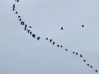DSCF5736.webp