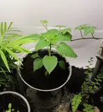 chili_palme_1.webp
