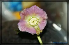 comp_DSC02507.webp