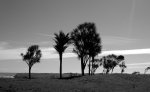 Cabbage trees am Meerv.jpg