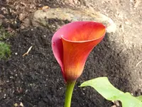 P1000370.webp