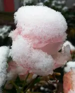 Rose im Schnee.webp