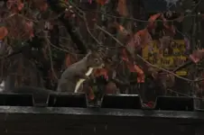 DSCF9344.webp