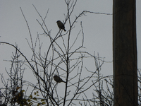 P1240199.webp