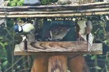 DSCF9353 (2).webp