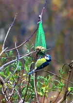DSC_1331_Blaumeise.webp