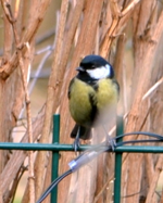 DSC_1339_Kohlmeise.webp