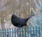 DSC_1375_Amselmannchen.webp