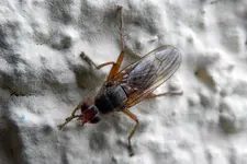 Schwebefliege_0027.webp