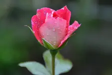 Rosen_00001.webp