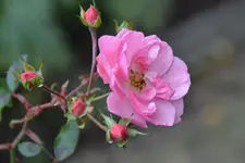 Rosen_00003.webp