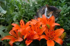 Orange_00005.webp