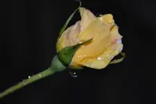 Rosen_00002.webp