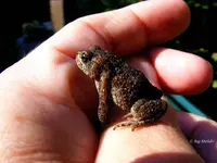 _4 cm Kroete.webp