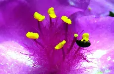 welche Blume.webp