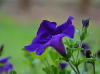 DSC_0117.webp